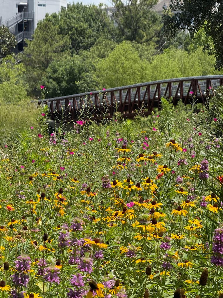 Wildflowers from the Bayou Blossoms garden