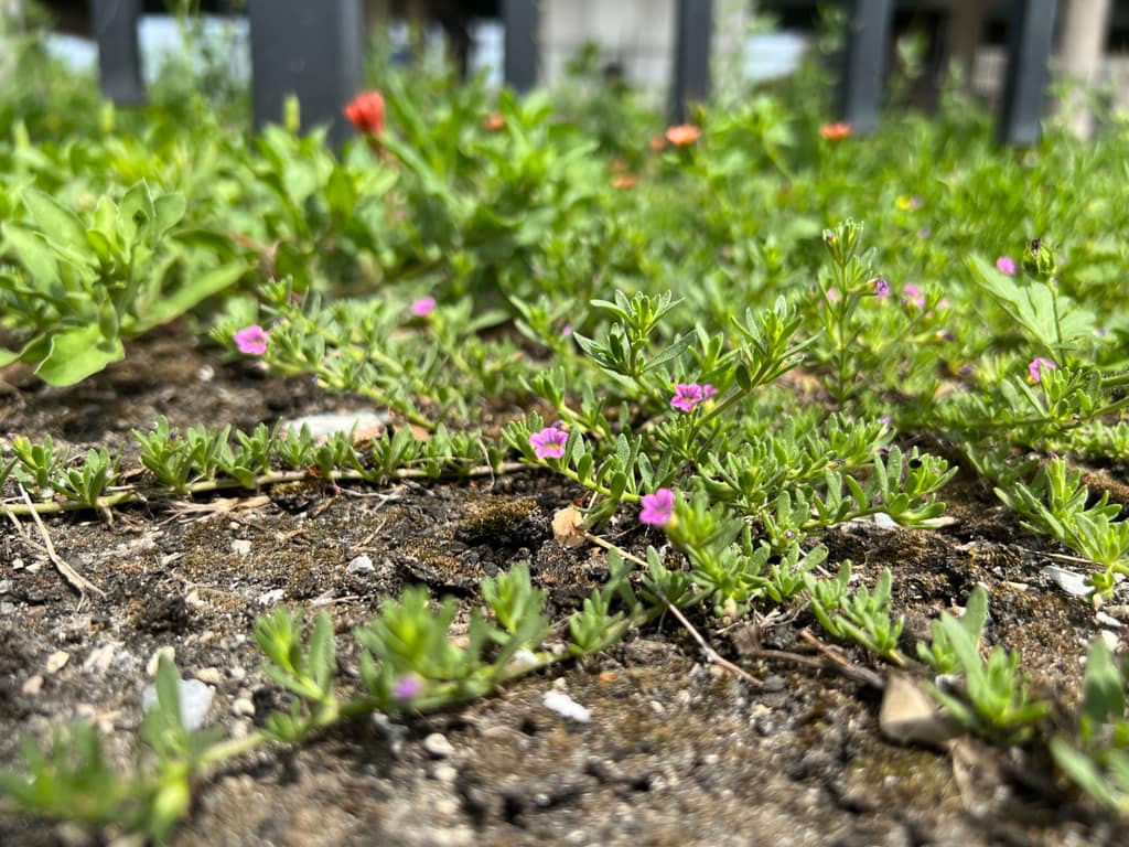 Flowers blooming in the Bayou Blossoms garden